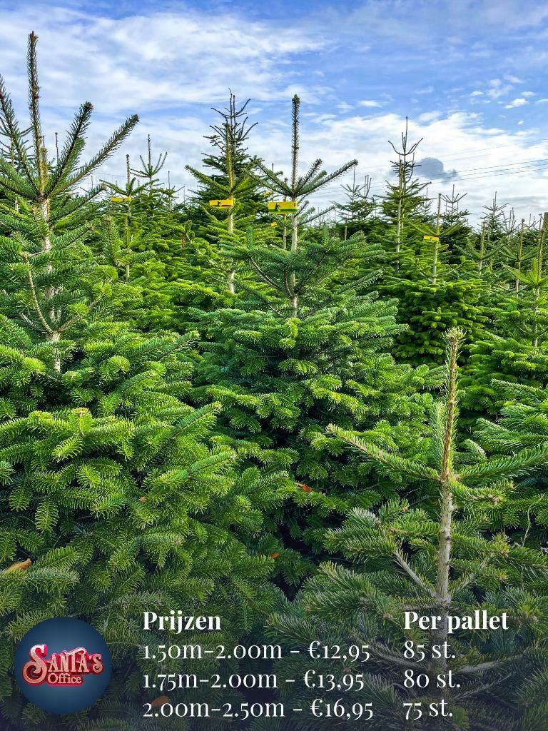Kerstbomen Groothandel Santa's Nordmann - Specialist - Bestellen 10