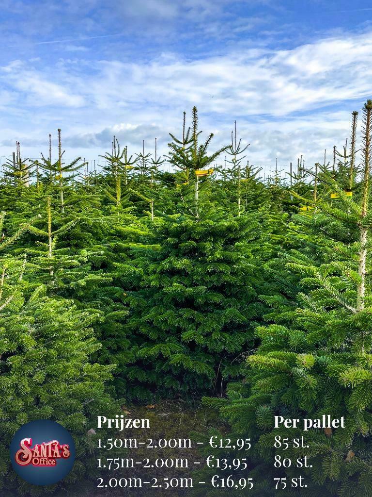 Kerstbomen Groothandel Santa's Nordmann - Specialist - Bestellen 11
