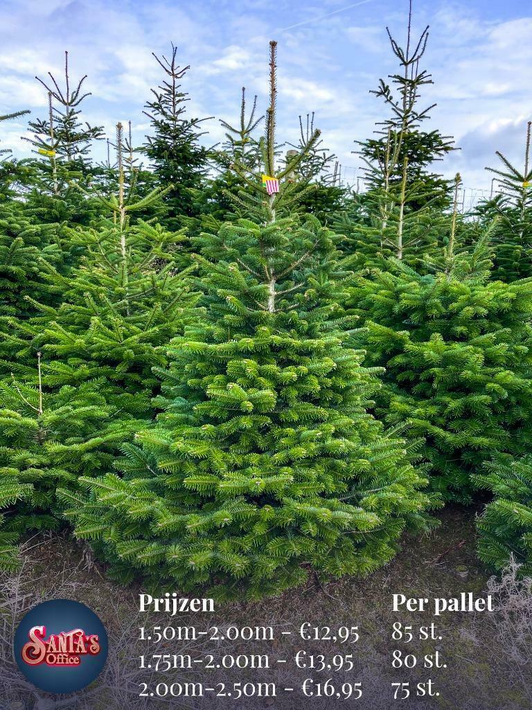 Kerstbomen Groothandel Santa's Nordmann - Specialist - Bestellen 12