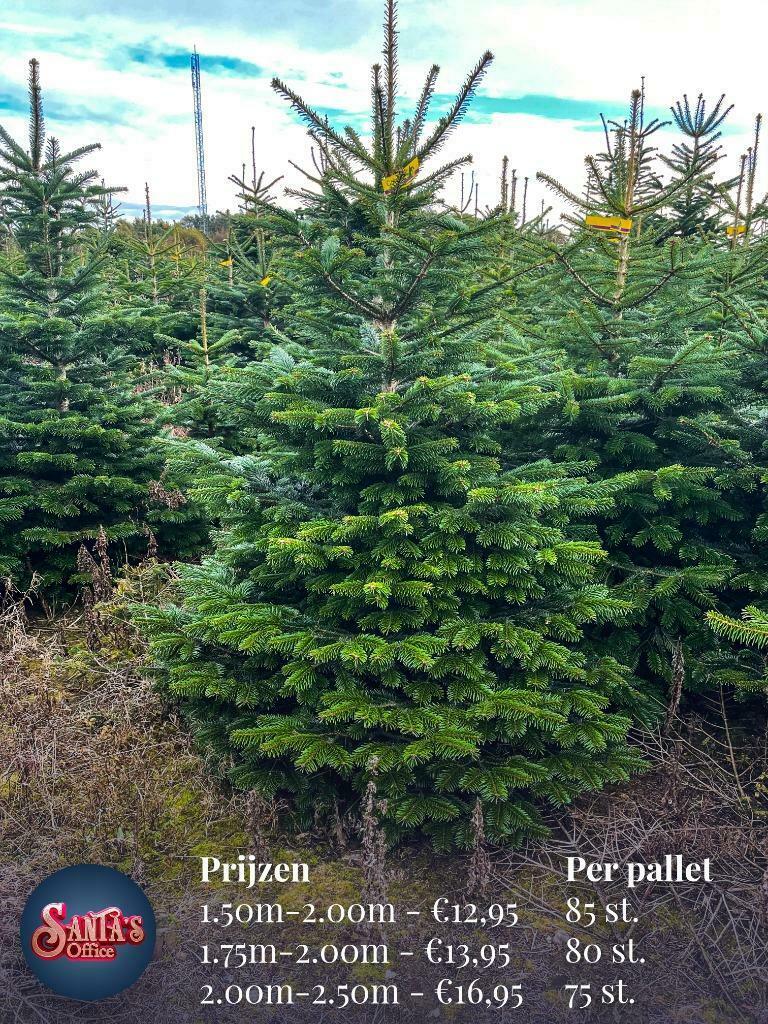 Kerstbomen Groothandel Santa's Nordmann