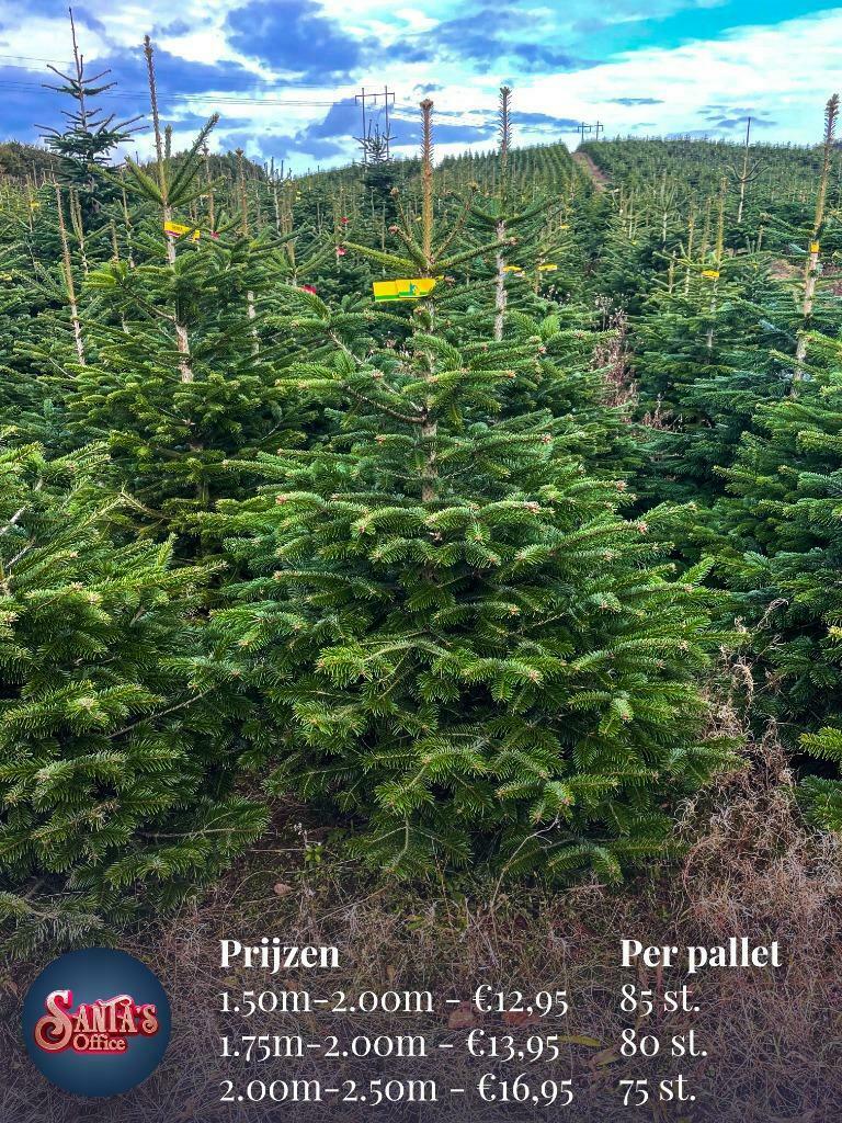 Kerstbomen Groothandel Santa's Nordmann - Specialist - Bestellen 2