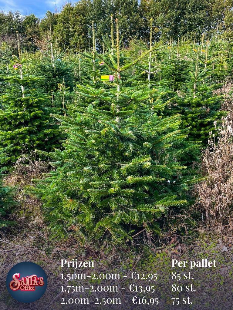 Kerstbomen Groothandel Santa's Nordmann - Specialist - Bestellen 7