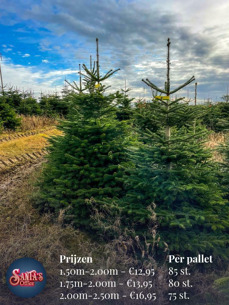 Kerstbomen Groothandel Santa's Nordmann - Specialist - Bestellen 8