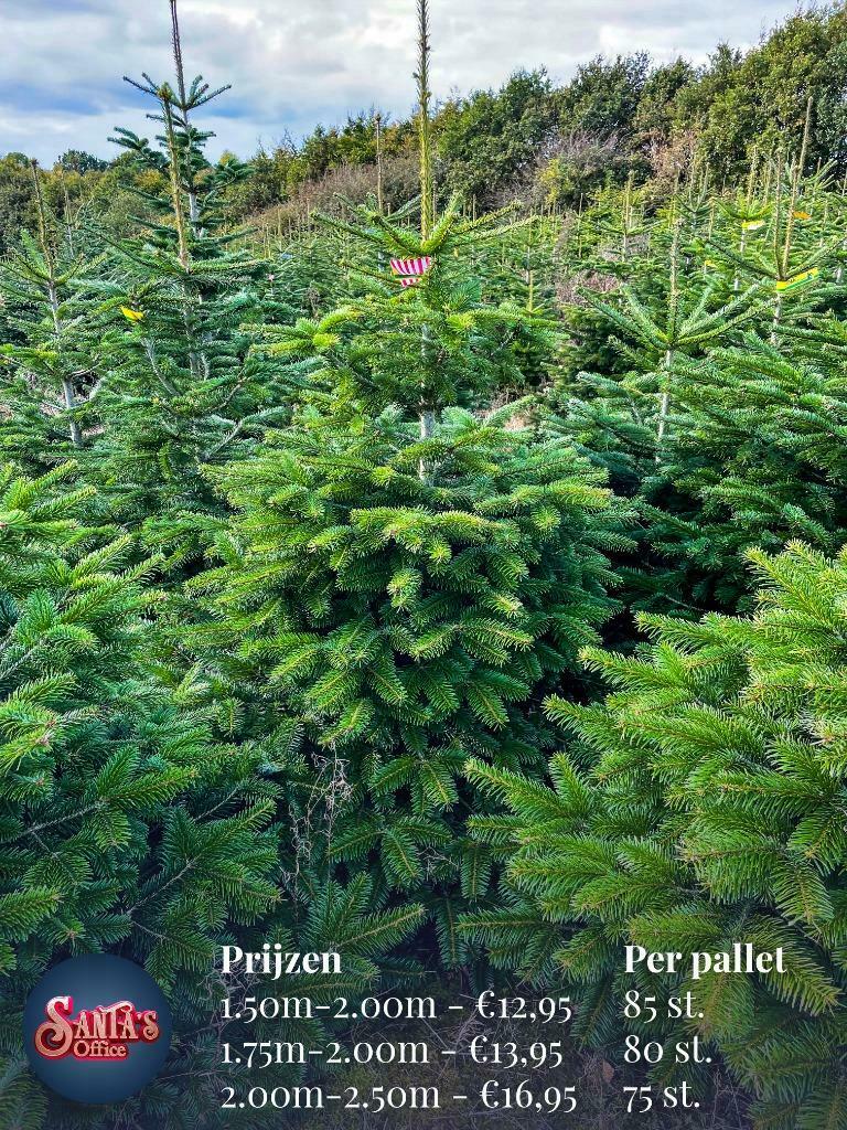Kerstbomen Groothandel Santa's Nordmann - Specialist - Bestellen