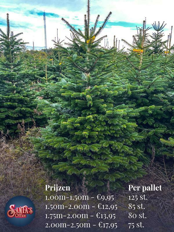 Kerstboom groothandel - Kerstbomen inkopen - groothandel kerstbomen prijzen