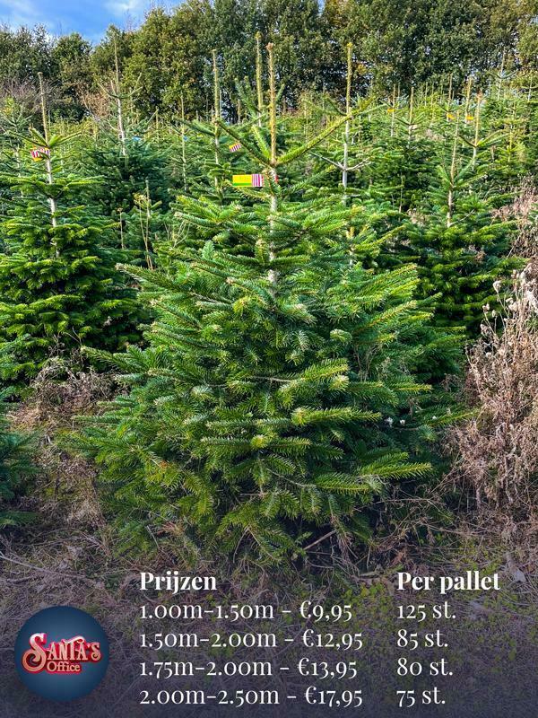 Kerstboom groothandel - Kerstbomen inkopen - groothandel kerstbomen nederland