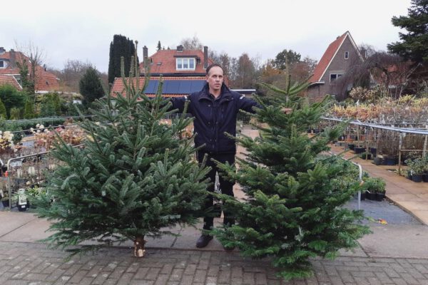 Kerstbomen groothandel kerstboom voorbeeld twee stuks